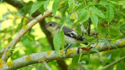 Collared Flycatcher