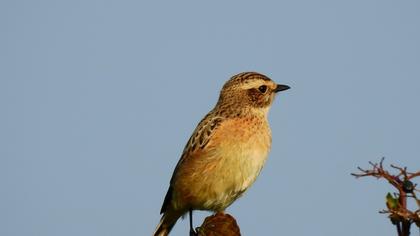 Whinchat