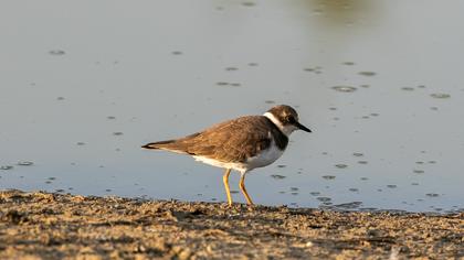 Little Ringed Plover