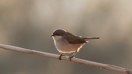 Lesser Whitethroat