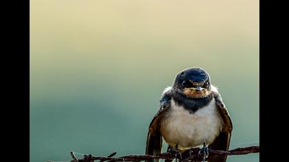 Barn Swallow