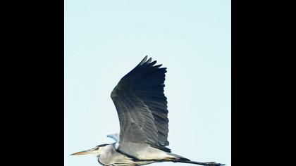 Grey Heron