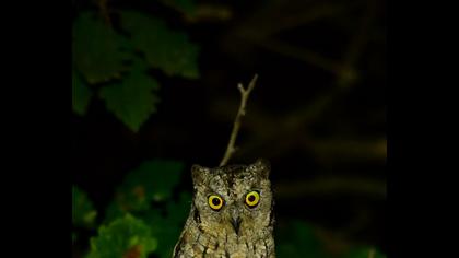 Eurasian Scops Owl