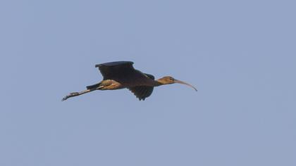 Glossy Ibis