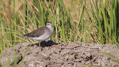 Wood Sandpiper