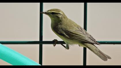 Willow Warbler
