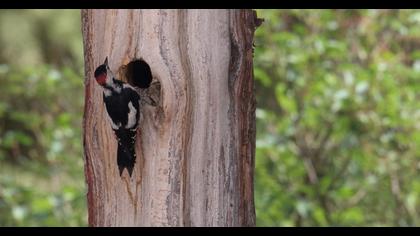 Syrian Woodpecker