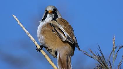 Bearded Reedling