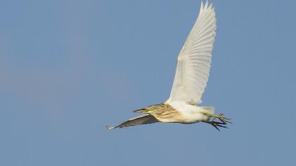 Squacco Heron