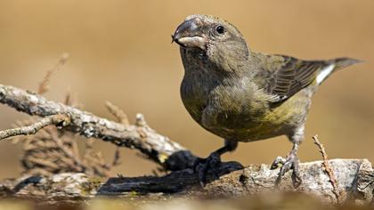 Red Crossbill