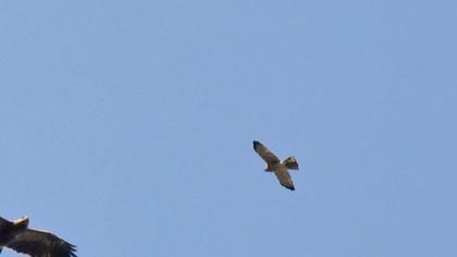 Levant Sparrowhawk