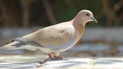Laughing Dove