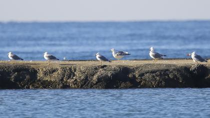 Yellow-legged Gull