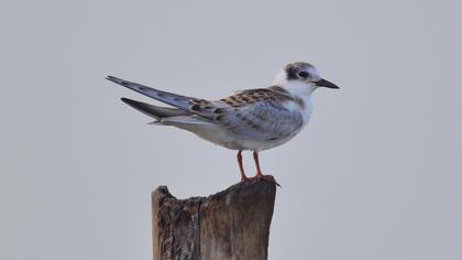 Whiskered Tern