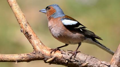 Common Chaffinch