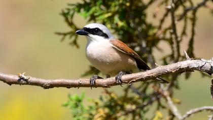 Red-backed Shrike