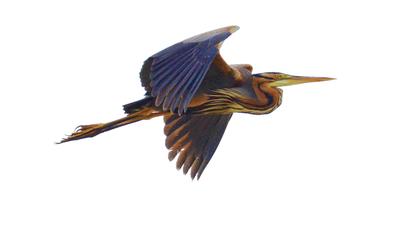 Purple Heron