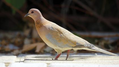 Laughing Dove