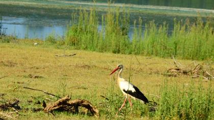 White Stork