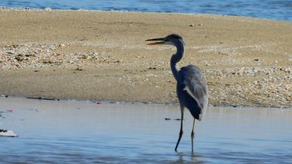 Grey Heron