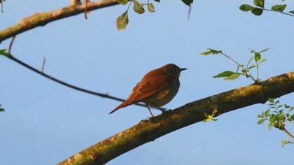 Common Nightingale