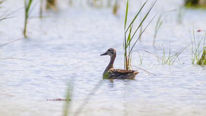 Garganey