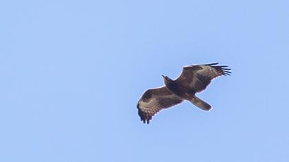 Crested Honey Buzzard