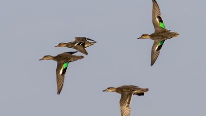 Eurasian Teal