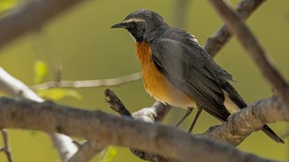 White-throated Robin