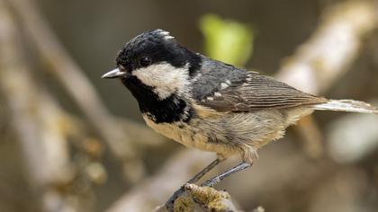 Coal Tit