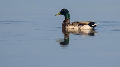 Mallard