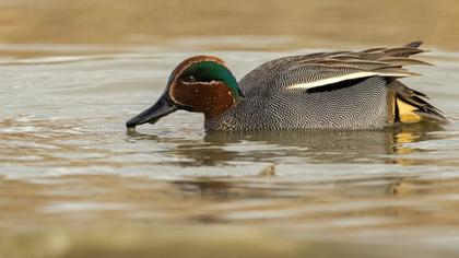 Eurasian Teal
