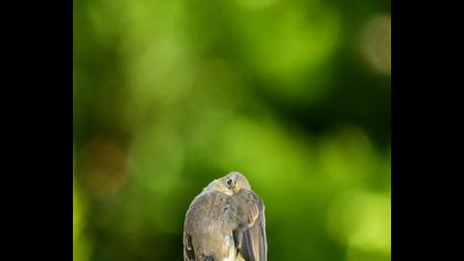 Red-breasted Flycatcher