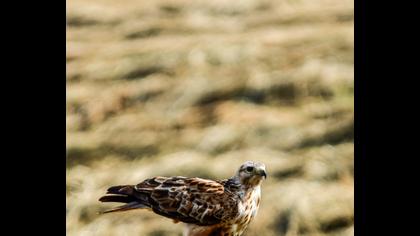 Long-legged Buzzard