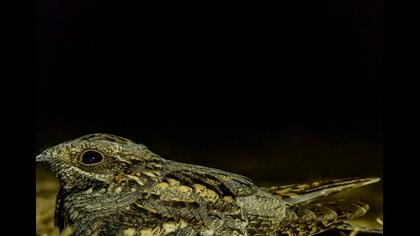 European Nightjar