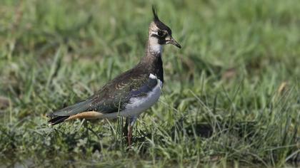 Northern Lapwing