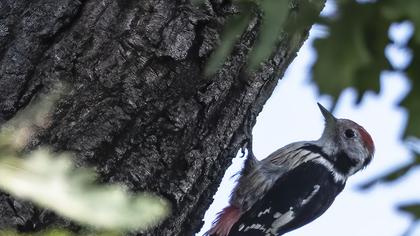 Middle Spotted Woodpecker