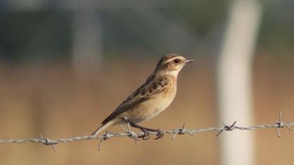 Whinchat