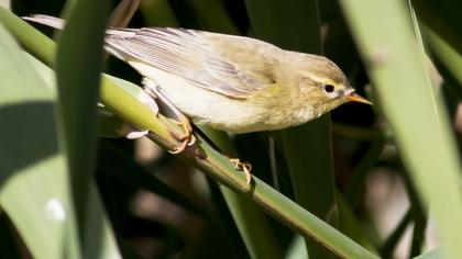 Willow Warbler