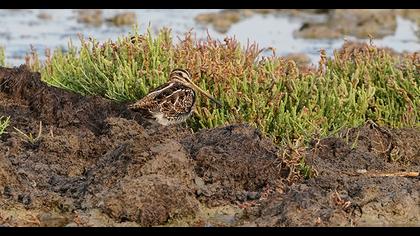 Common Snipe