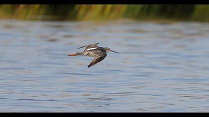 Spotted Redshank