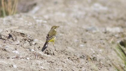 Western Yellow Wagtail