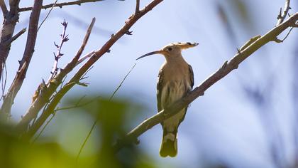 Eurasian Hoopoe