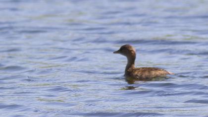 Little Grebe
