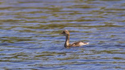 Little Grebe