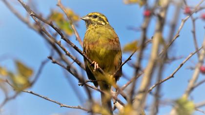Cirl Bunting