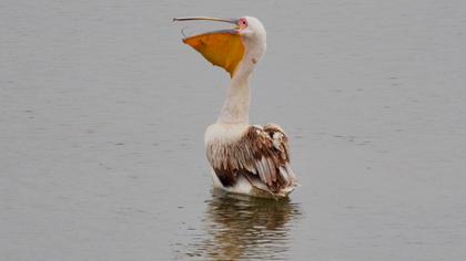 Great White Pelican