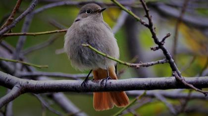 Black Redstart