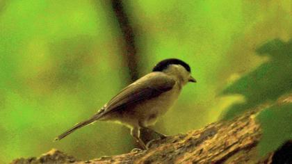 Marsh Tit