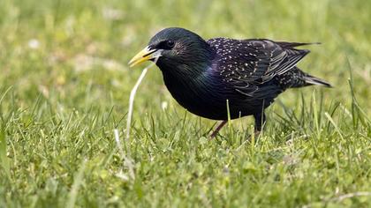 Common Starling